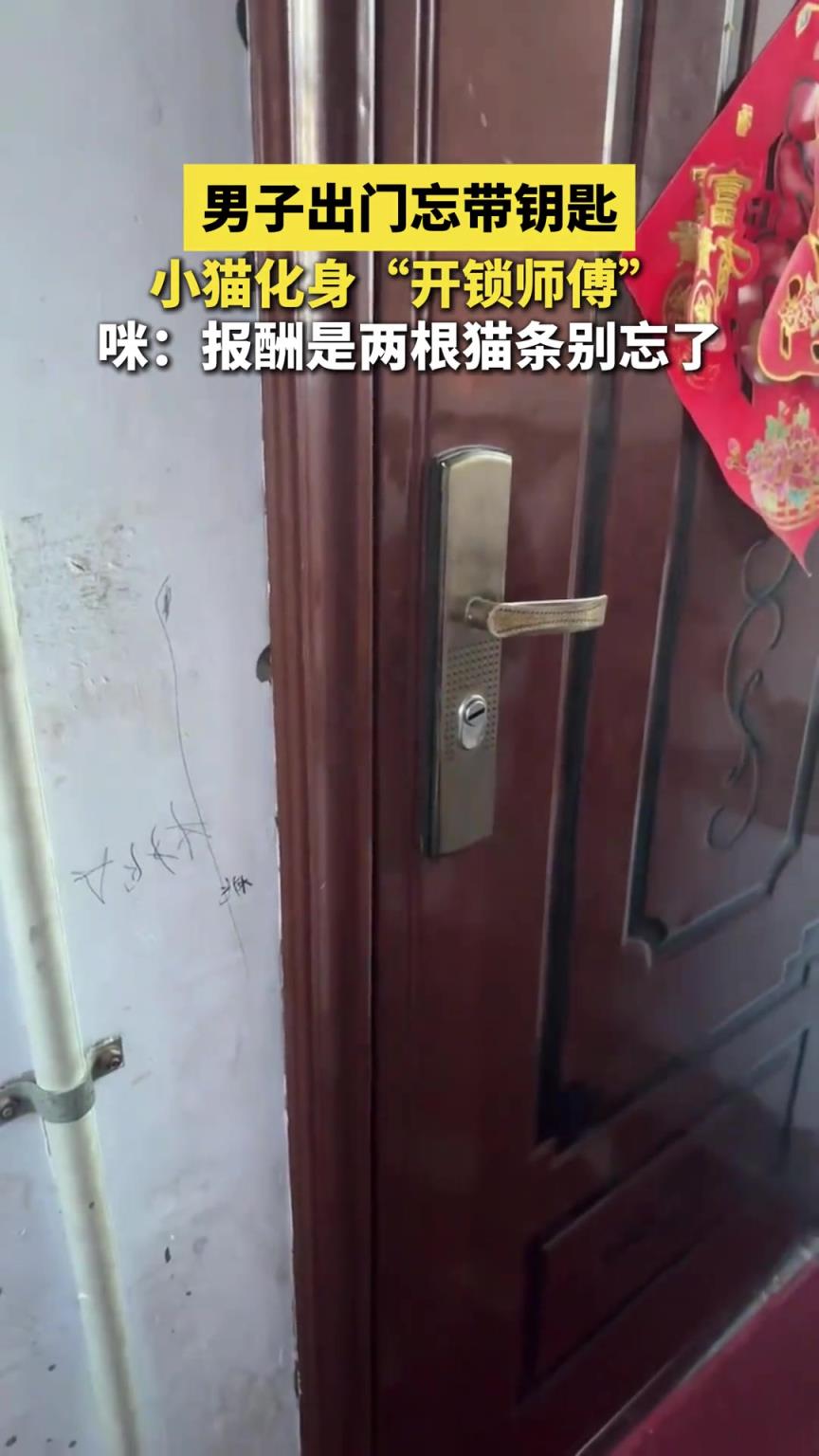 男子出门忘带钥匙，小猫化身“开锁师傅”