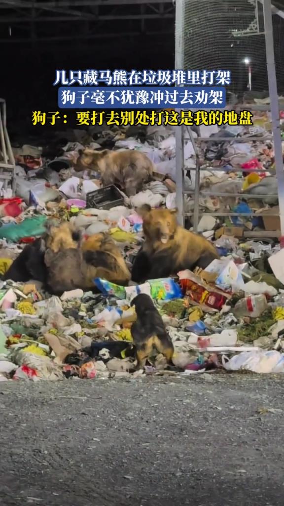 几只藏马熊在垃圾堆里打架，狗子毫不犹豫冲过去劝架
