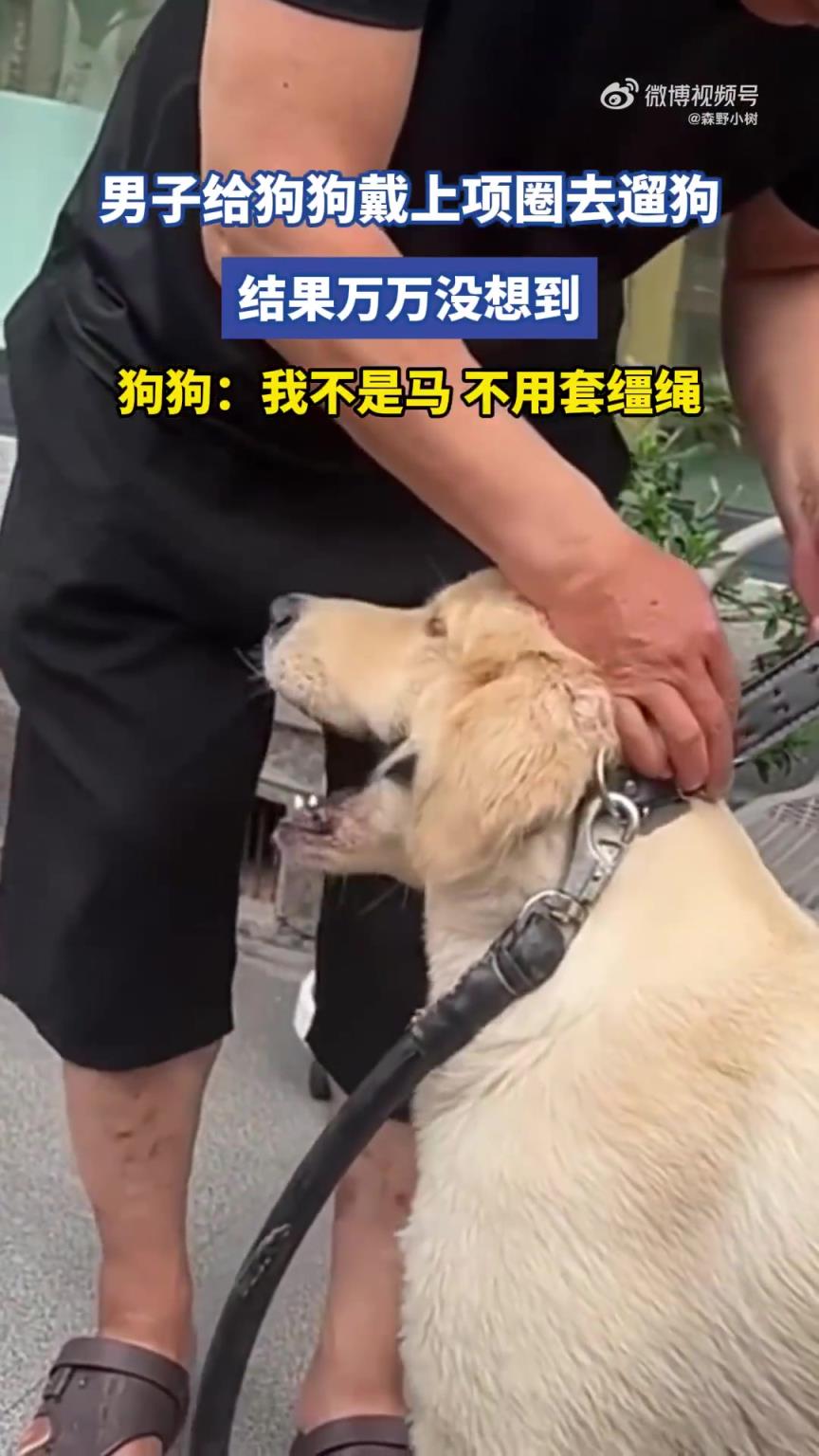 男子给狗狗戴上项圈去遛狗，狗狗：我不是马，不用套缰绳！