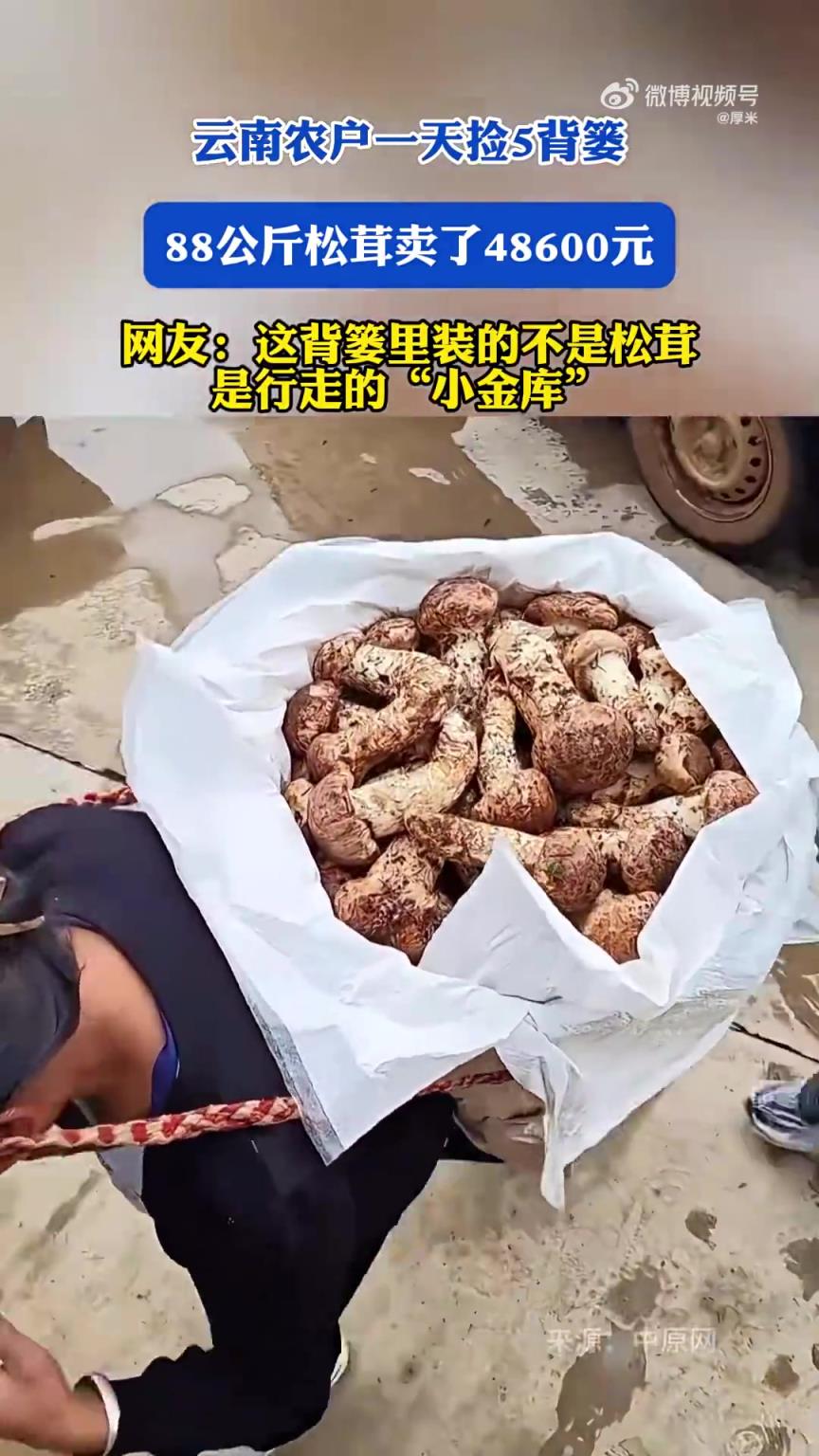 云南农户一天捡88公斤松茸，卖得48600元引网友热议