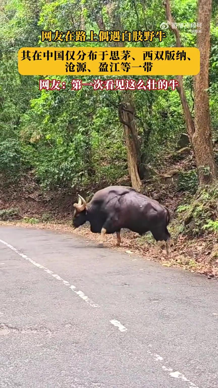 网友在路上偶遇白肢野牛，其在中国仅分布于思茅、西双版纳等地