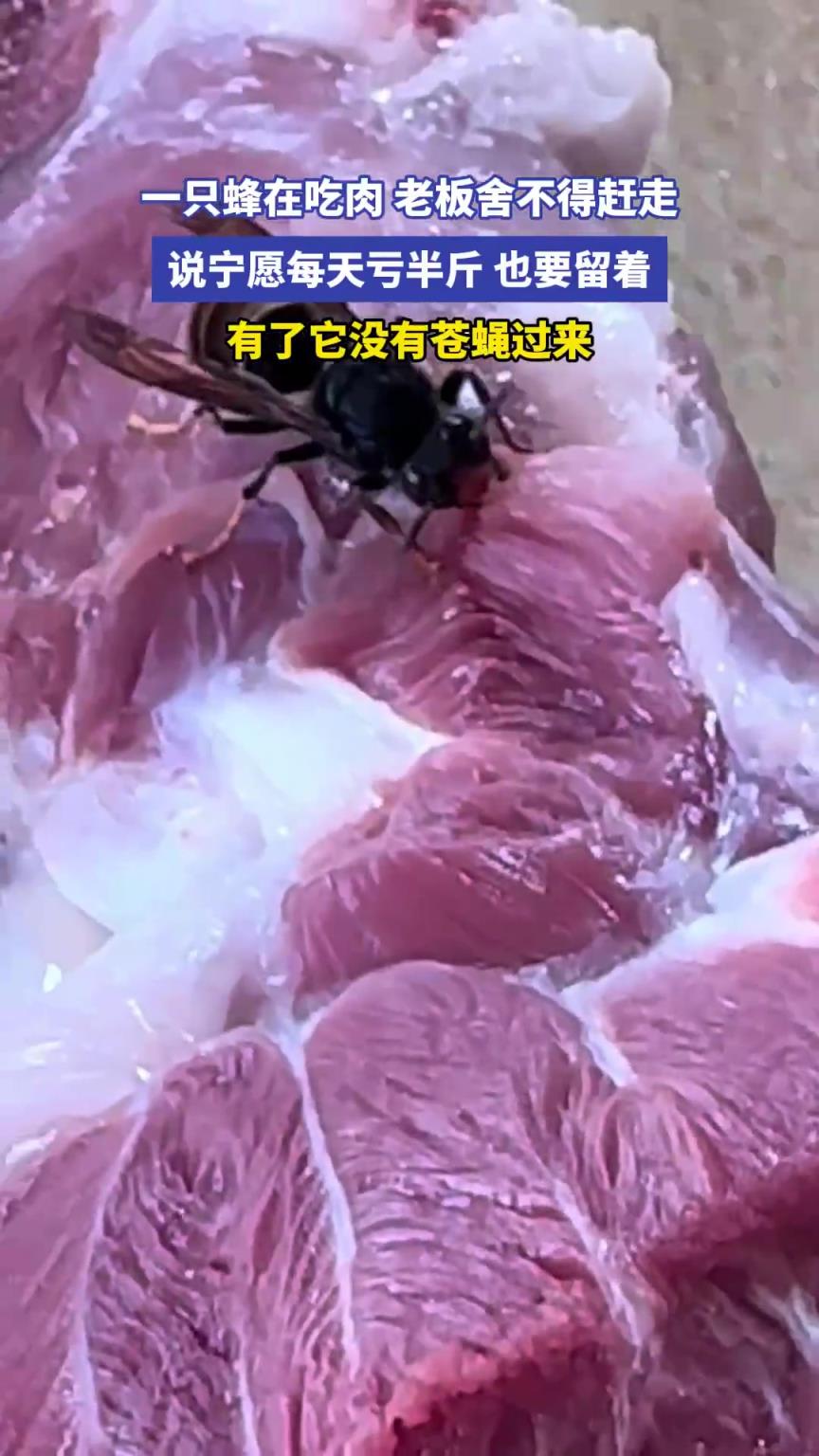 蜂来吃肉，老板：愿每天亏半斤也要留着它