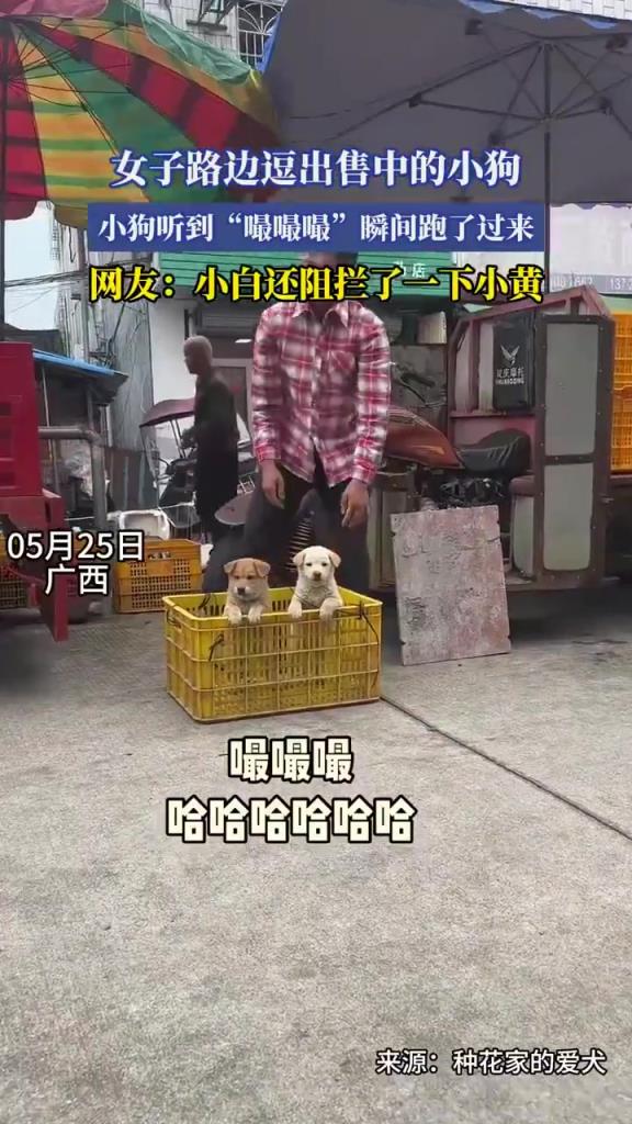 女子逗售中小狗，小狗听 “嘬嘬嘬” 立马跑过来！