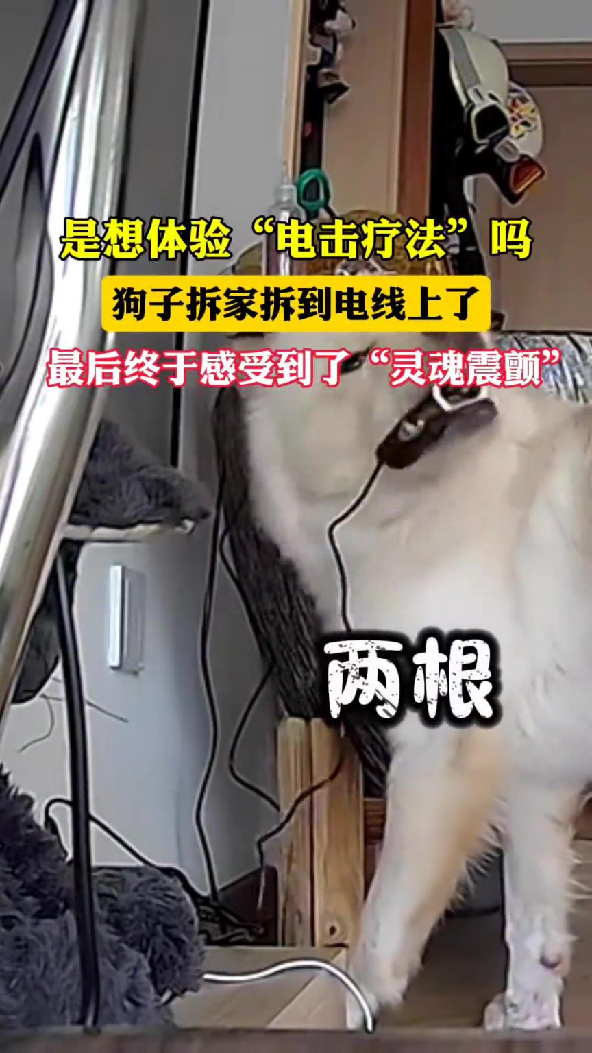 狗子咬断三根电线被电，网友：想试 “电击疗法”？