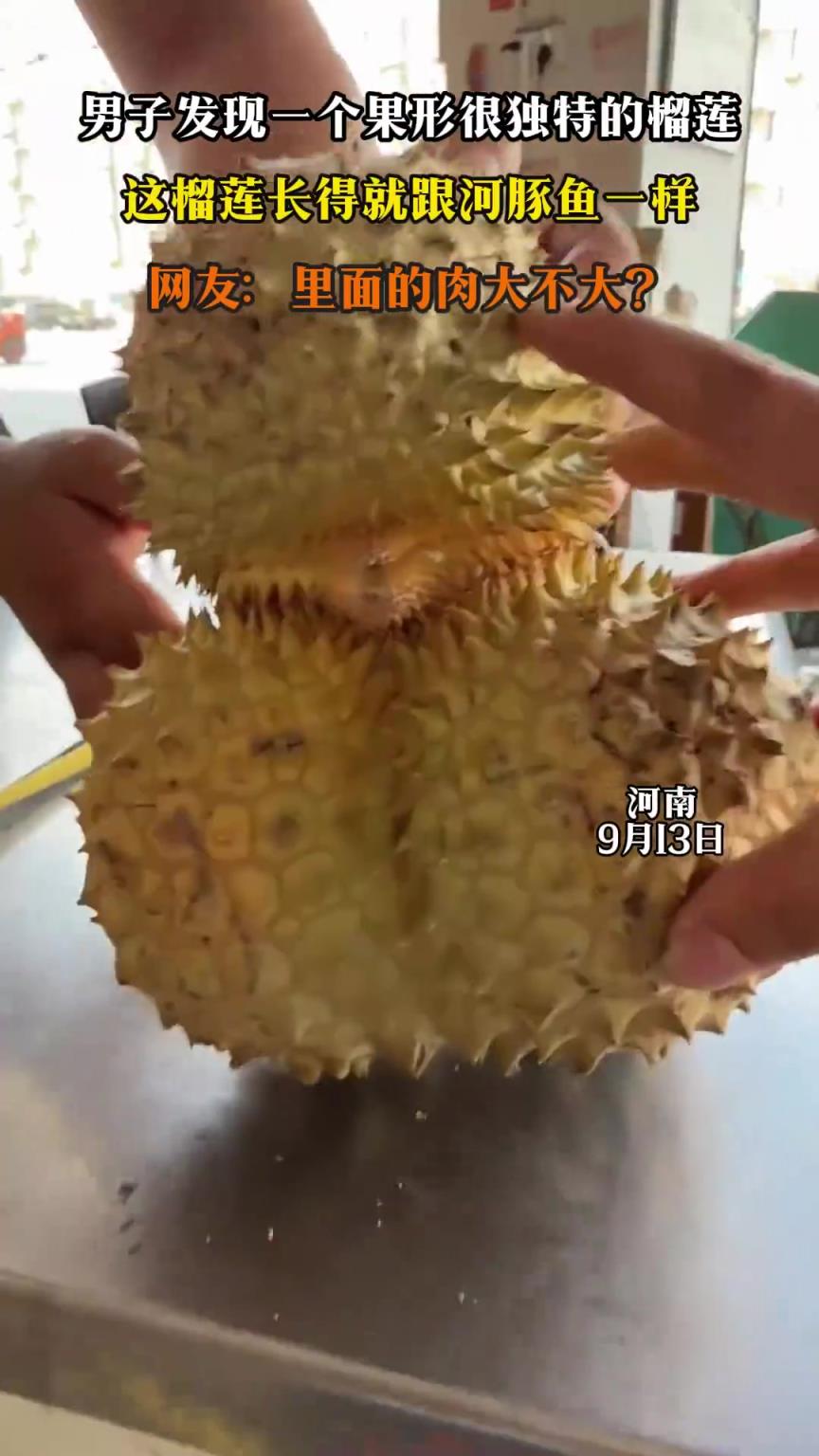 男子发现一个果形很独特的榴莲，这榴莲长得就跟河豚鱼一样