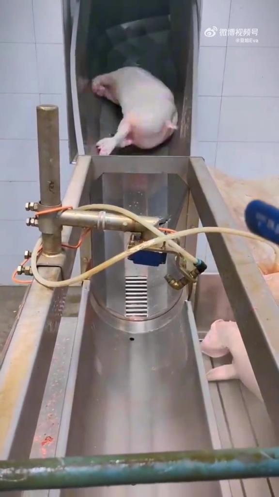 高效屠宰流水线：肉类加工的现代节奏