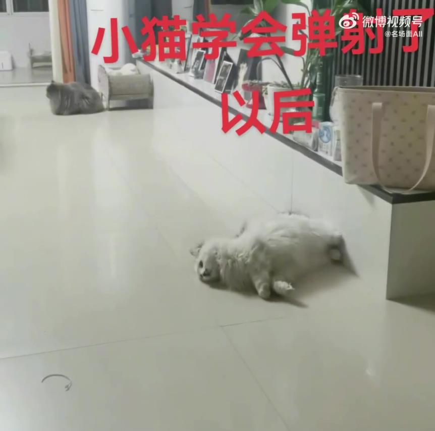 小猫学会弹射以后