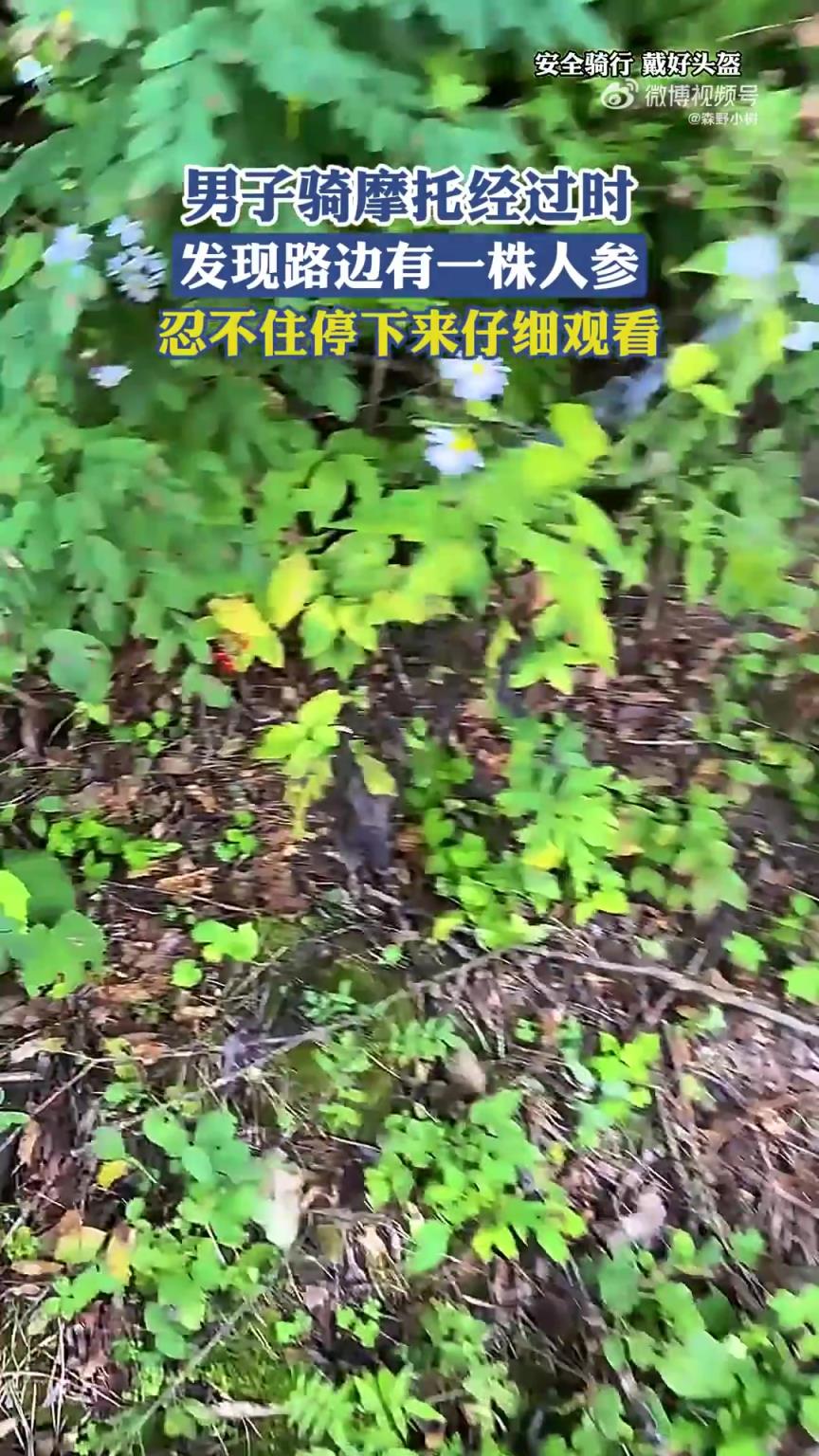 男子骑摩托经过时，发现路边有一株人参，忍不住停下来仔细观看！