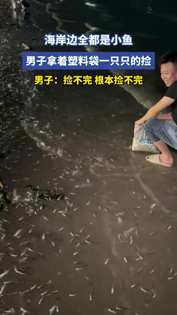 海岸边全都是小鱼，男子拿着塑料袋一只只的捡！！