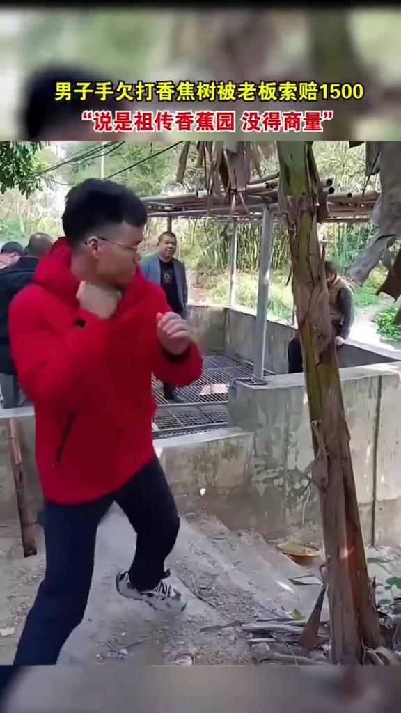 男子旅游途中手欠去打香蕉树，结果被老板索赔1500