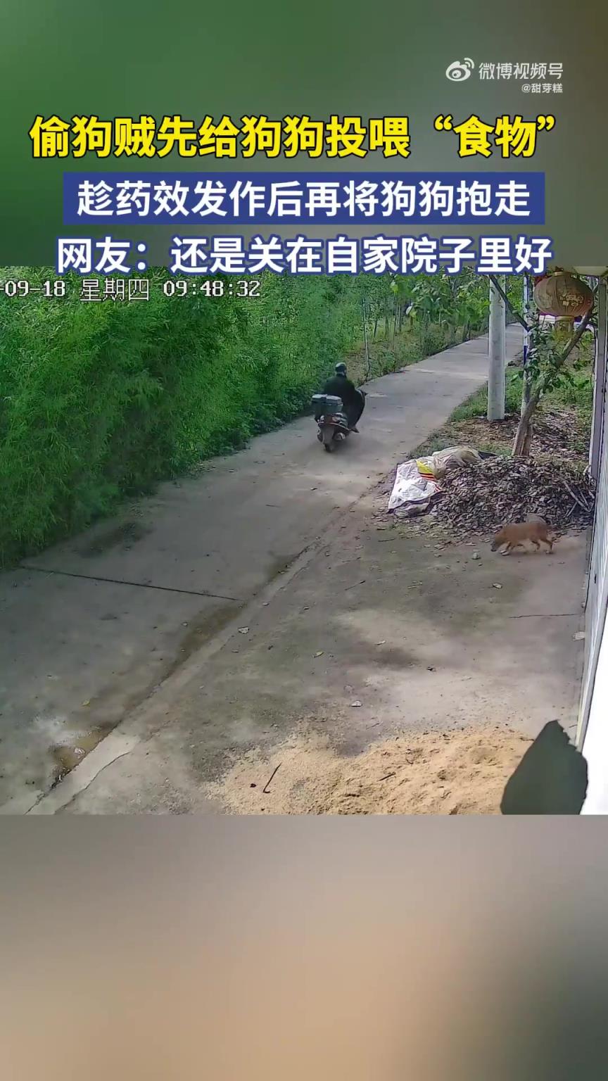 偷狗贼先给狗狗投喂“食物”，趁药效发作后再将狗狗抱走