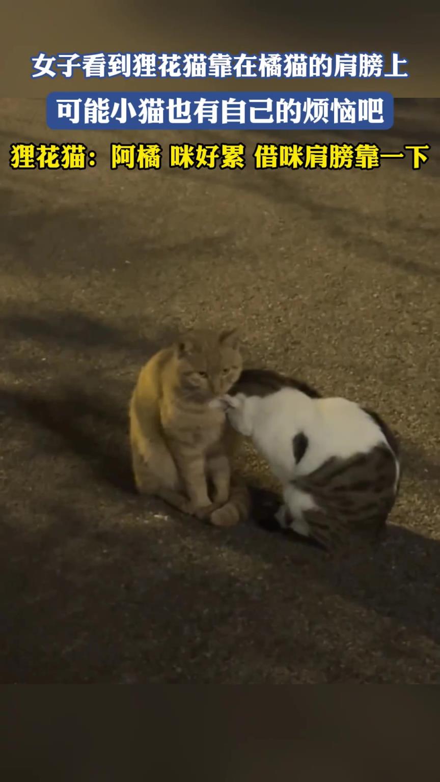 女子看到狸花猫靠在橘猫的肩膀上，可能小猫也有自己的烦恼吧