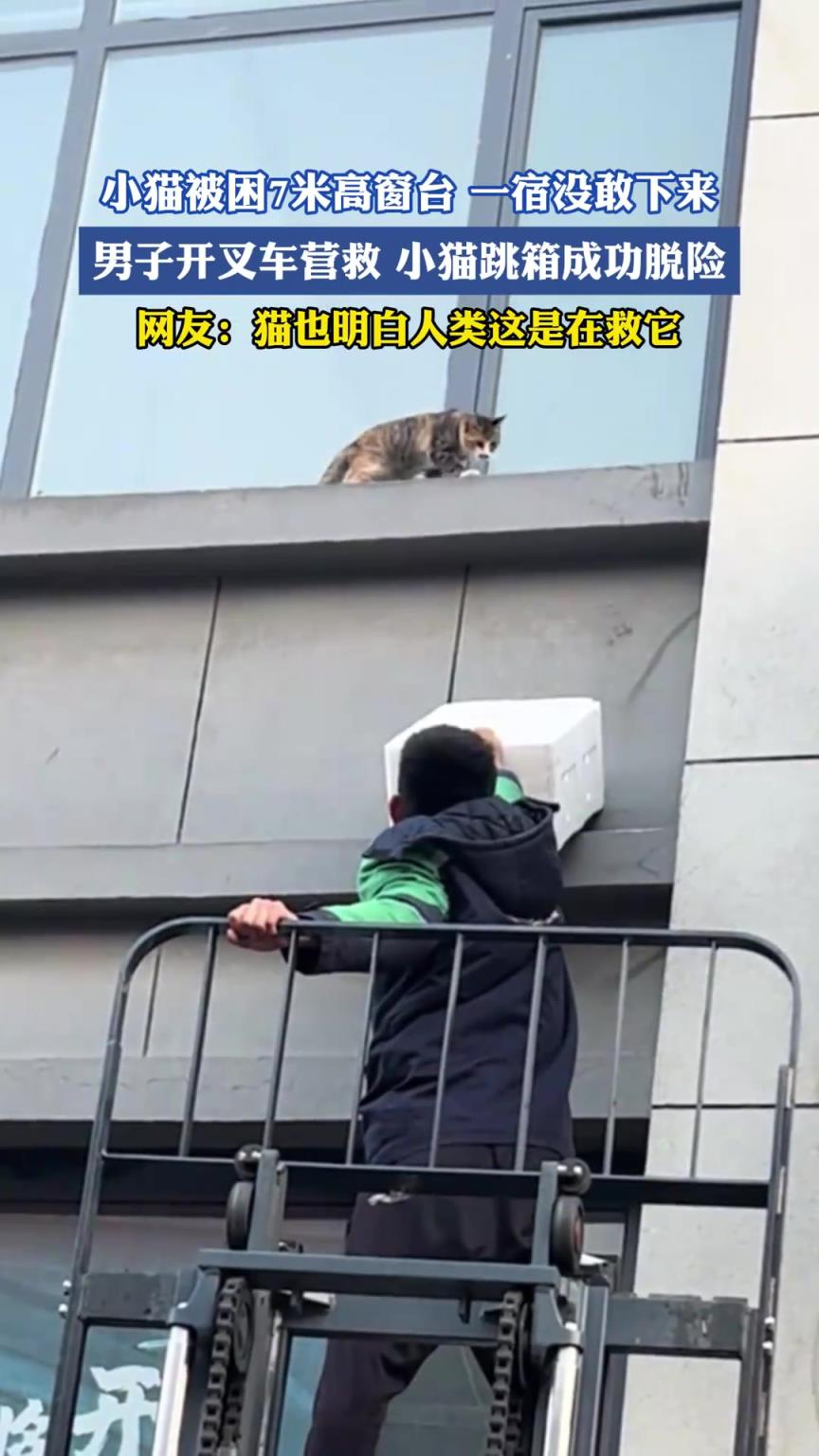 小猫被困7米高窗台一宿没敢下来，男子开叉车救小猫跳箱成功脱险