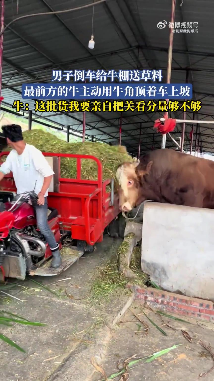 男子倒车给牛棚送草料，最前方的牛主动用牛角顶着车上坡