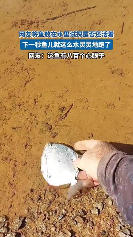 网友将鱼放在水里试探是否还活着，下一秒鱼儿就这么水灵灵地跑了