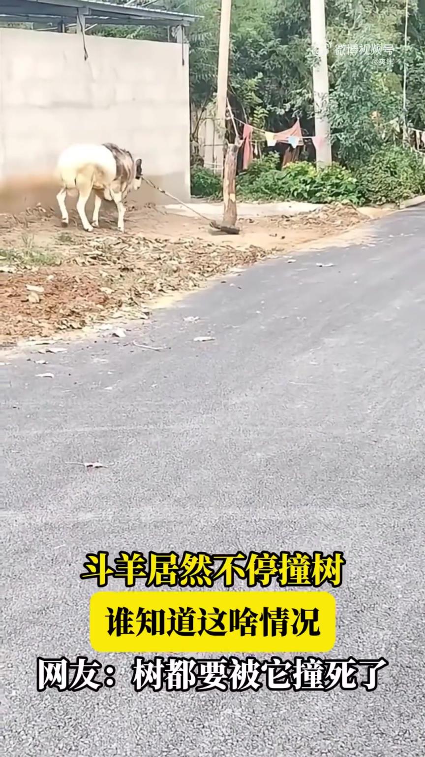 斗羊居然不停撞树，谁知道这啥情况，网友：树都要被它撞死了！