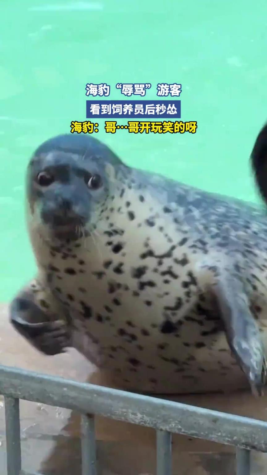 海豹辱骂游客，看到饲养员后秒怂