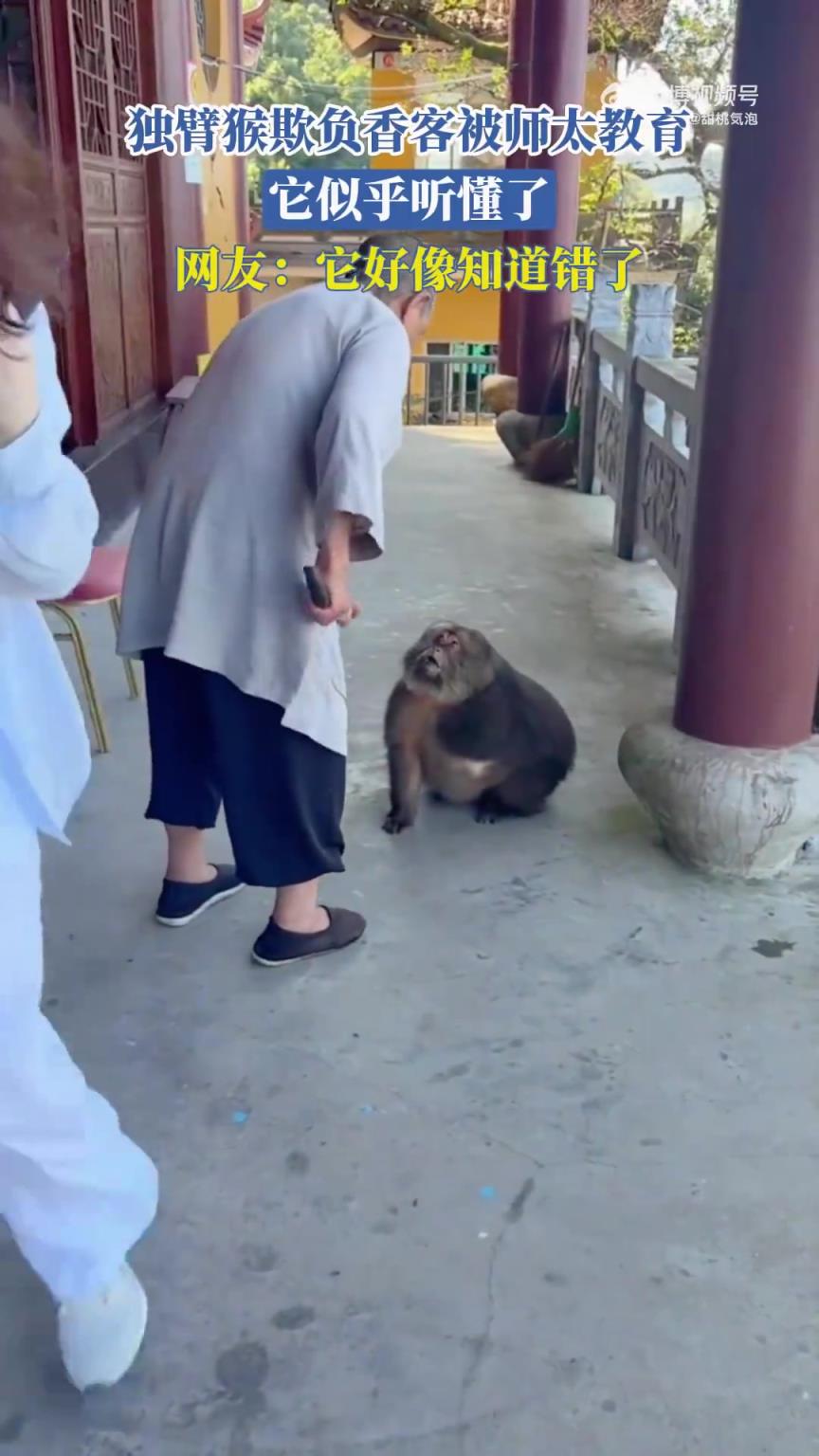独臂猴欺负香客被师太教育，它似乎听懂了