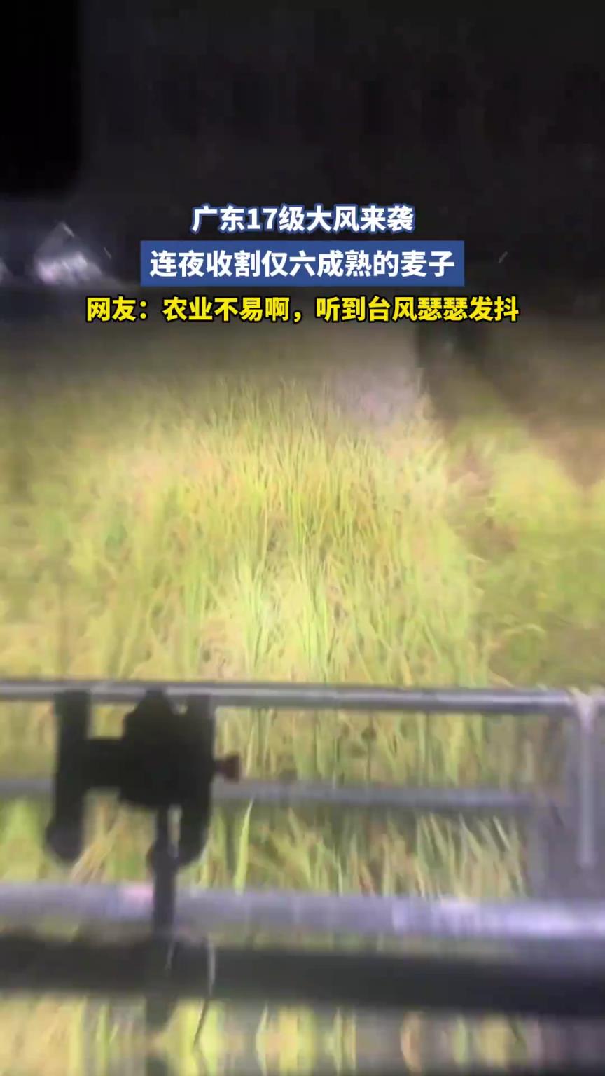 广东17级大风来袭之际，农民们连夜收割仅六成熟的麦子 ​