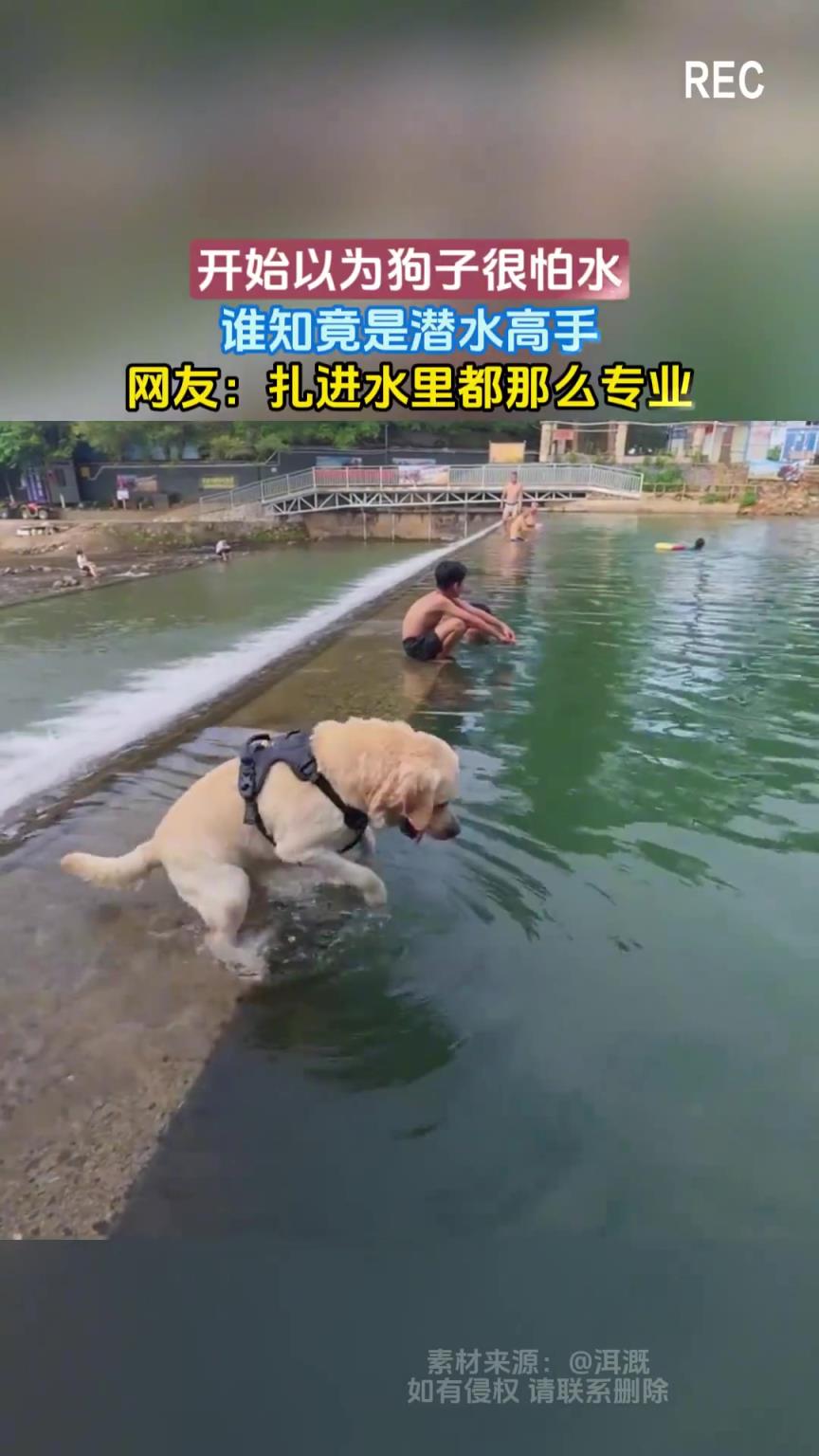开始以为狗子很怕水，谁知竟是潜水高手