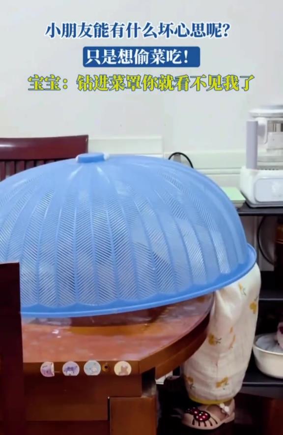 宝宝：钻进菜罩你就看不见我了