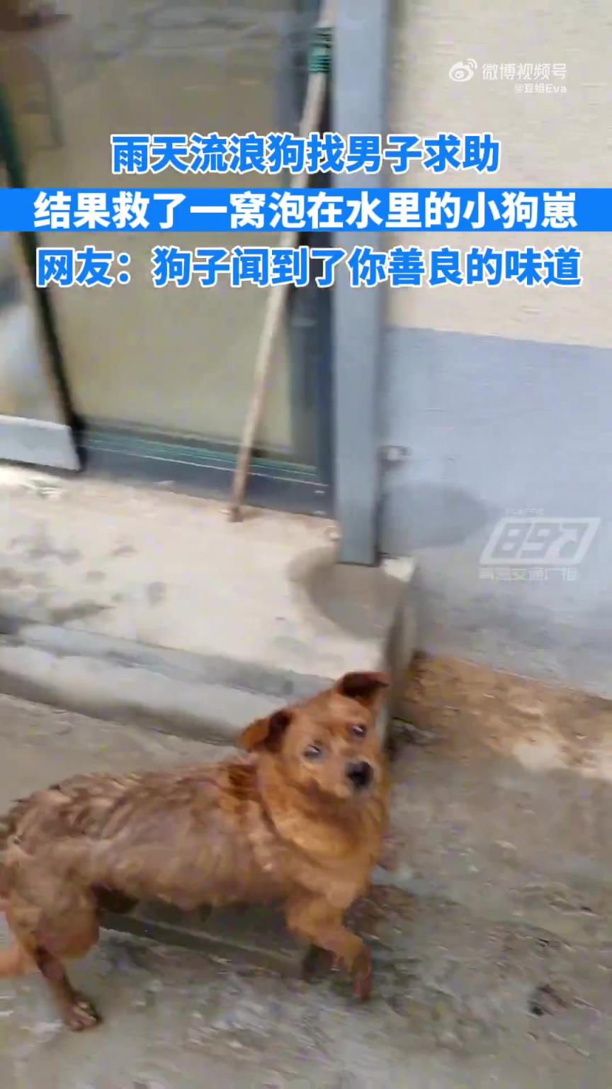 雨天流浪狗向路人求助救狗崽