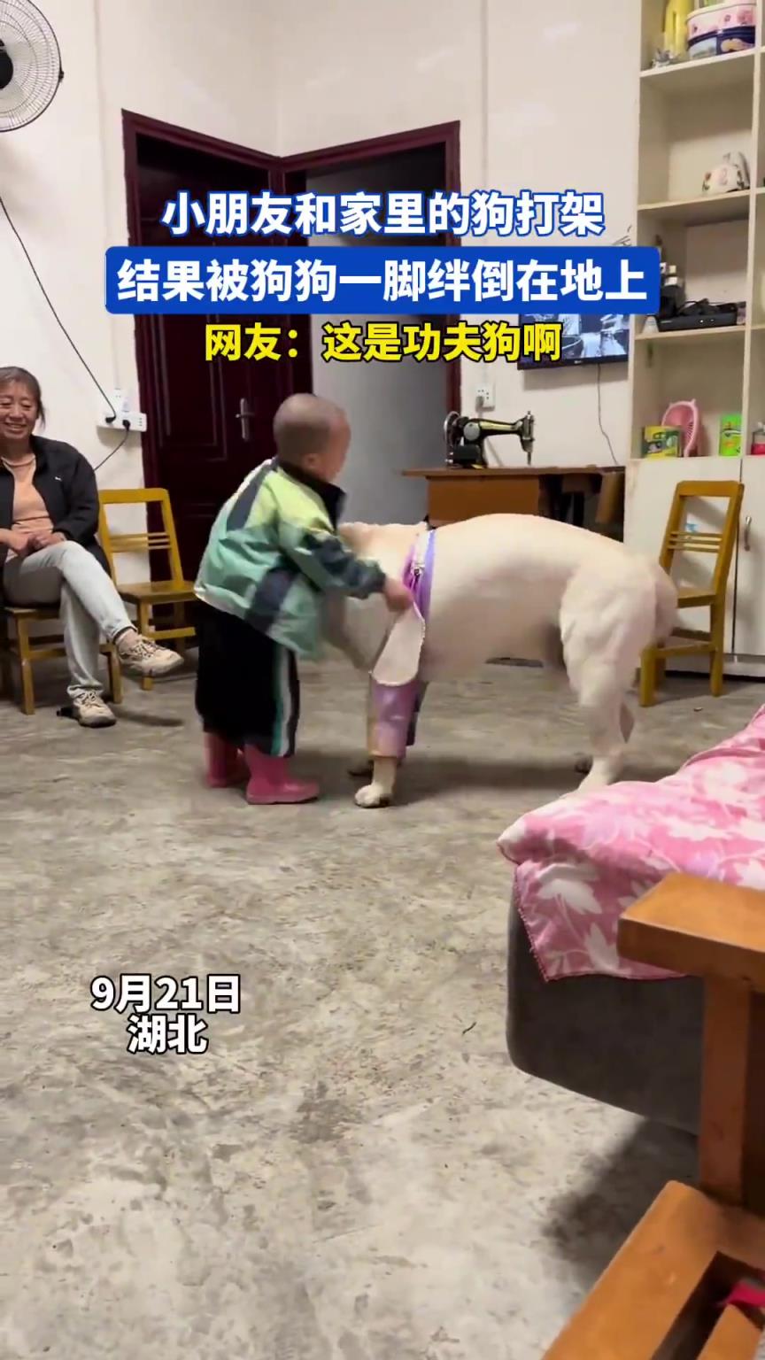 小朋友和家里的狗狗打架，结果被狗狗一脚绊倒在地上