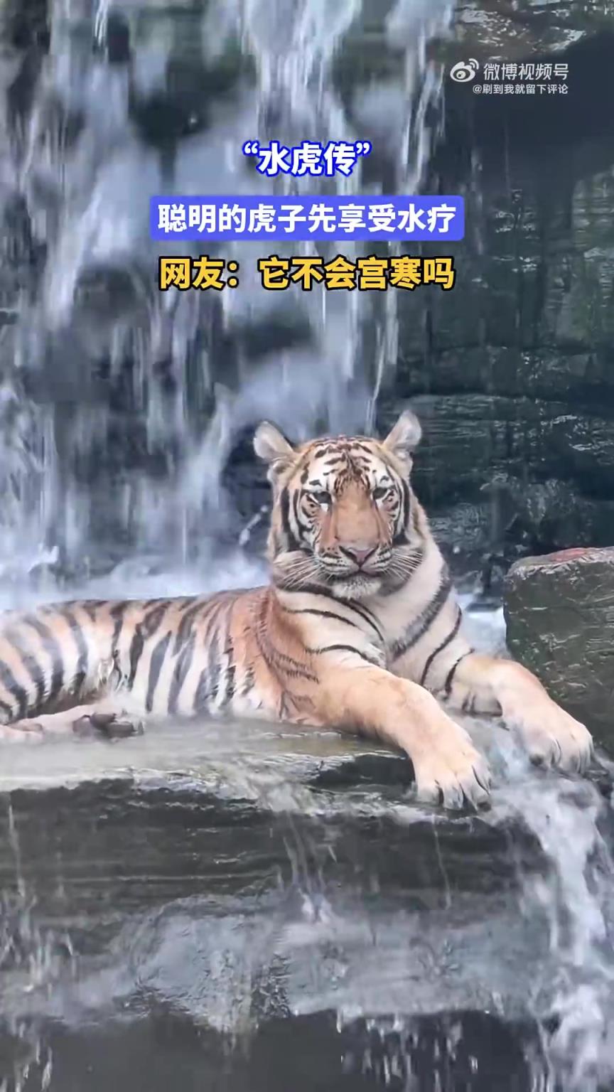 “水虎传”聪明的虎子先享受水疗,网友:它不会宫寒吗