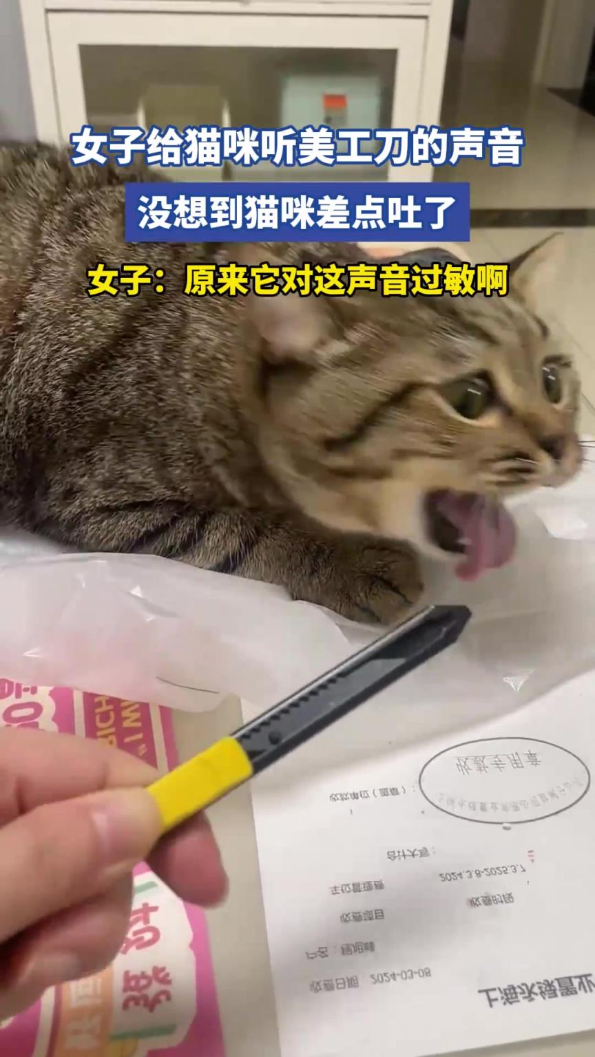 女子给猫咪听美工刀的声音，没想到猫咪差点吐了