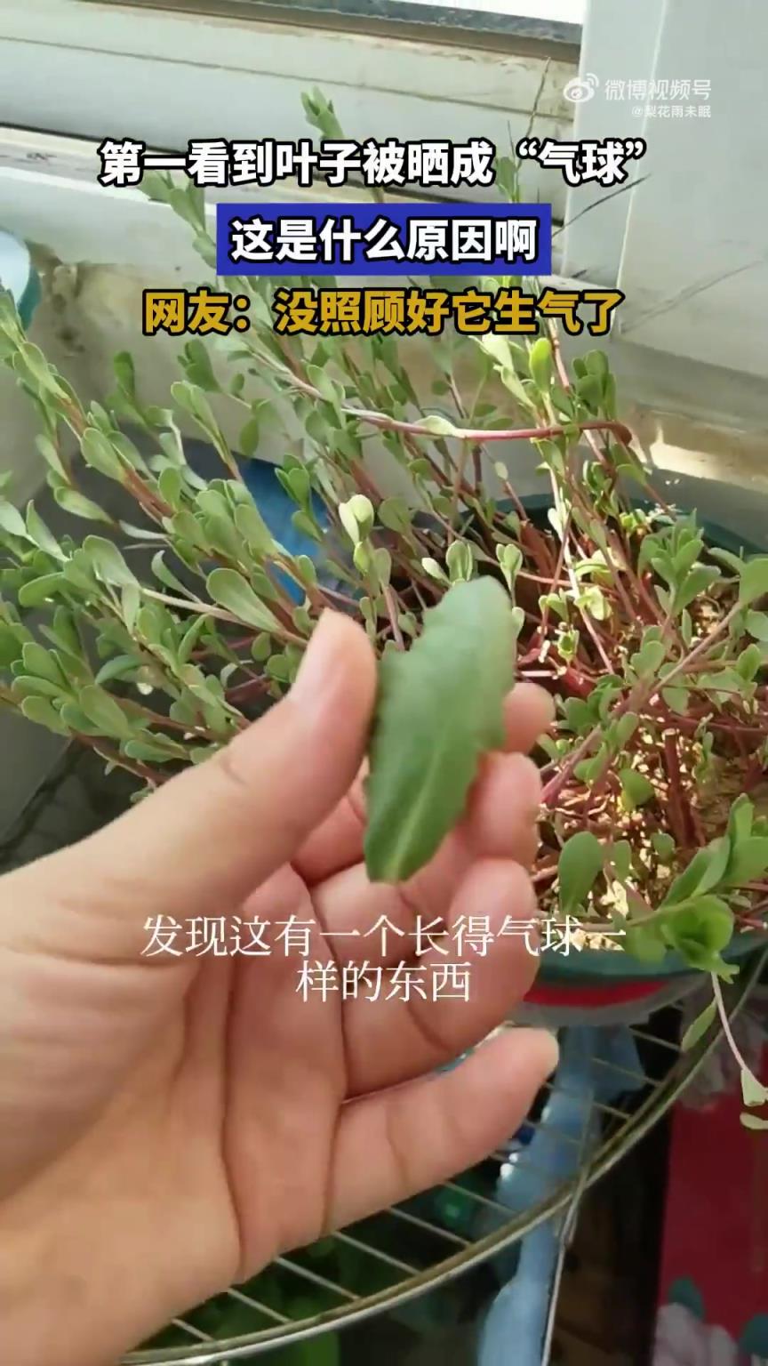 第一看到叶子被晒成“气球”，这是什么原因啊