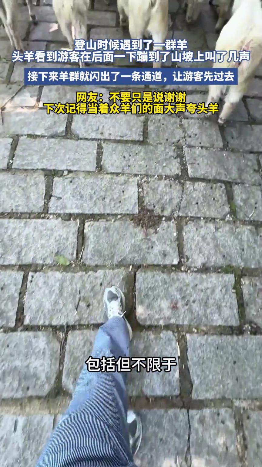 登山时候遇到了一群羊，头羊看到游客蹦到了山坡上叫了几声