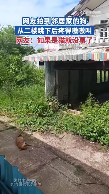 网友拍到邻居家的狗 从二楼跳下后疼得嗷嗷叫