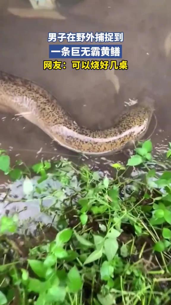 男子在野外捕捉到，一只巨无霸黄鳝！
