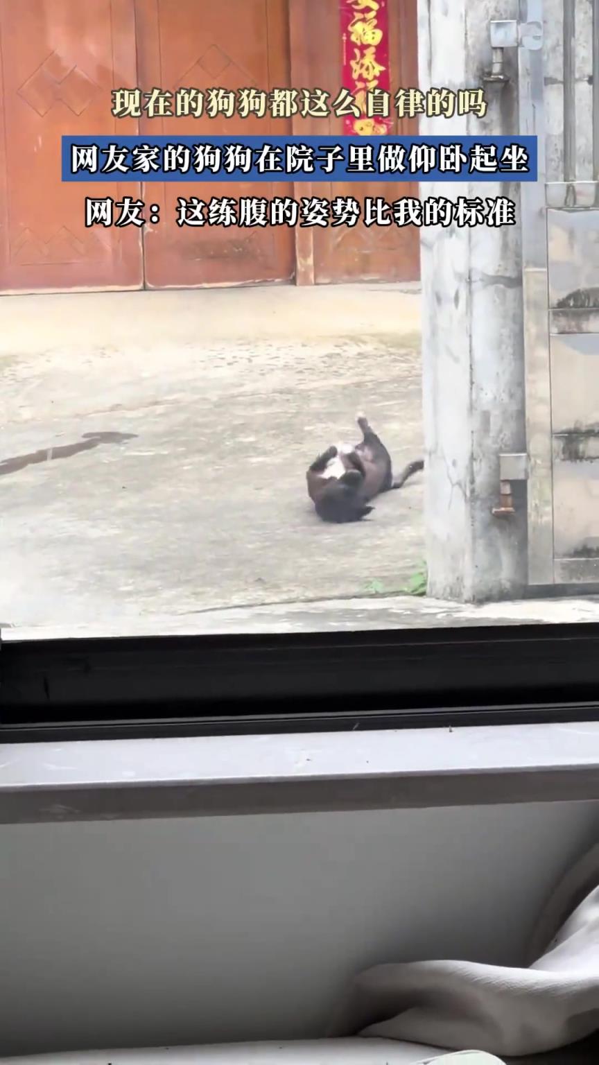 现在的狗狗都这么自律的吗，网友家的狗狗在院子里做仰卧起坐