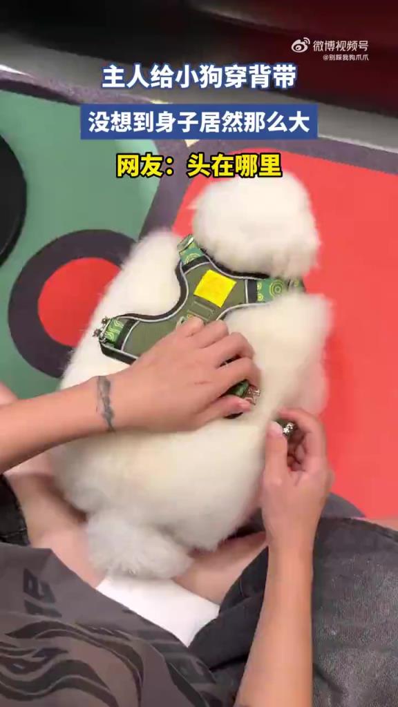 主人给小狗穿背带，没想到身子居然那么大